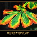 tgd-025